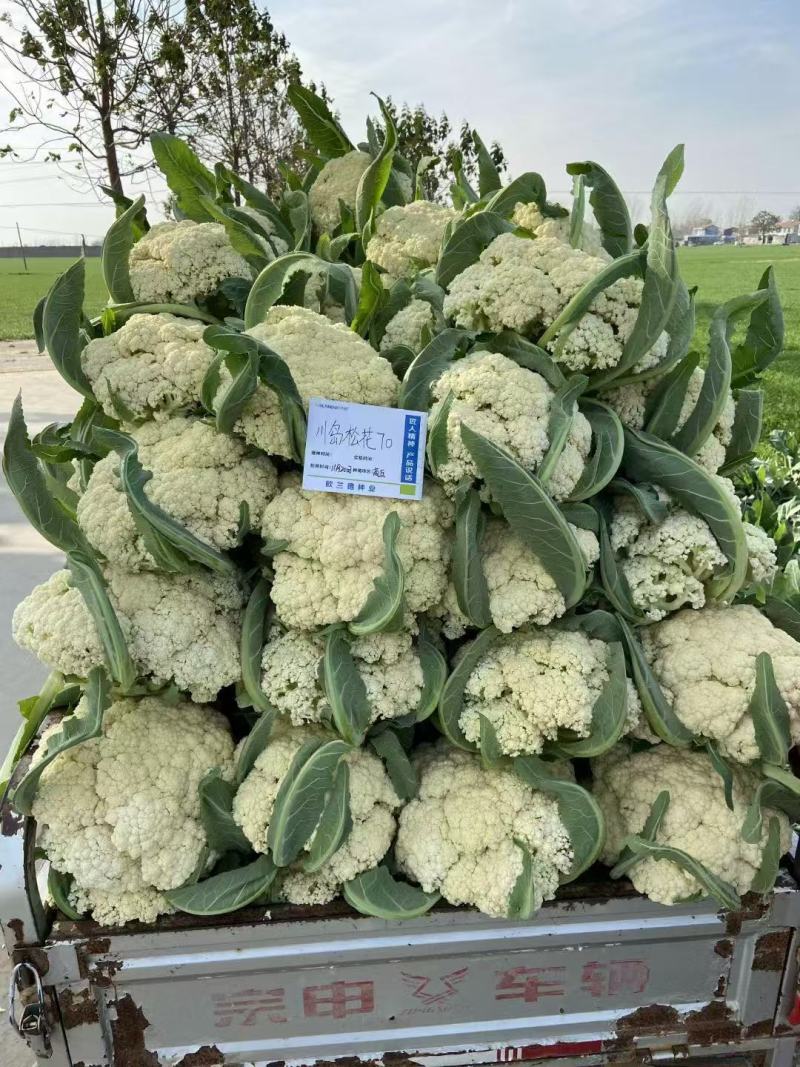 欧兰德白花菜种子川岛松花70天松花菜种子秋季专用花球洁白