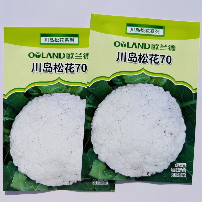欧兰德白花菜种子川岛松花70天松花菜种子秋季专用花球洁白