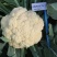 欧兰德白花菜种子川岛松花70天松花菜种子秋季专用花球洁白