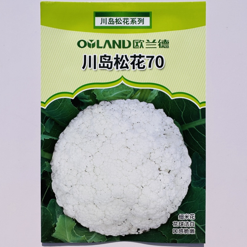 欧兰德白花菜种子川岛松花70天松花菜种子秋季专用花球洁白