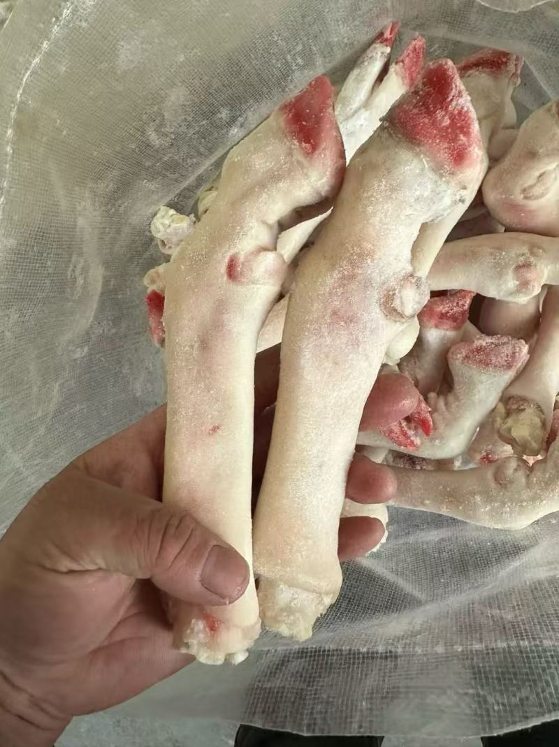 育肥小号白羊蹄