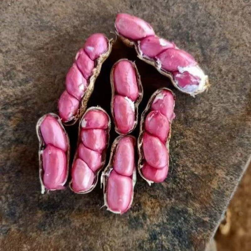 广东湛江鲜花生，现采现发，颗粒饱满，一手货源