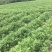 广东湛江鲜花生，现采现发，颗粒饱满，一手货源