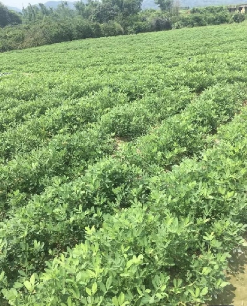 广东湛江鲜花生，现采现发，颗粒饱满，一手货源