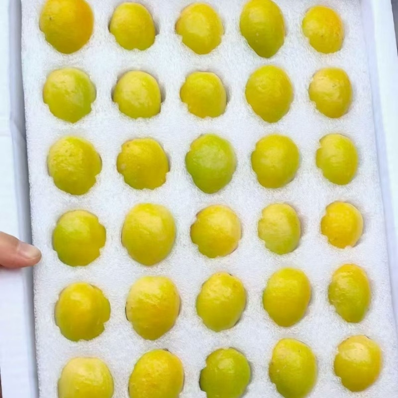 库车小白杏