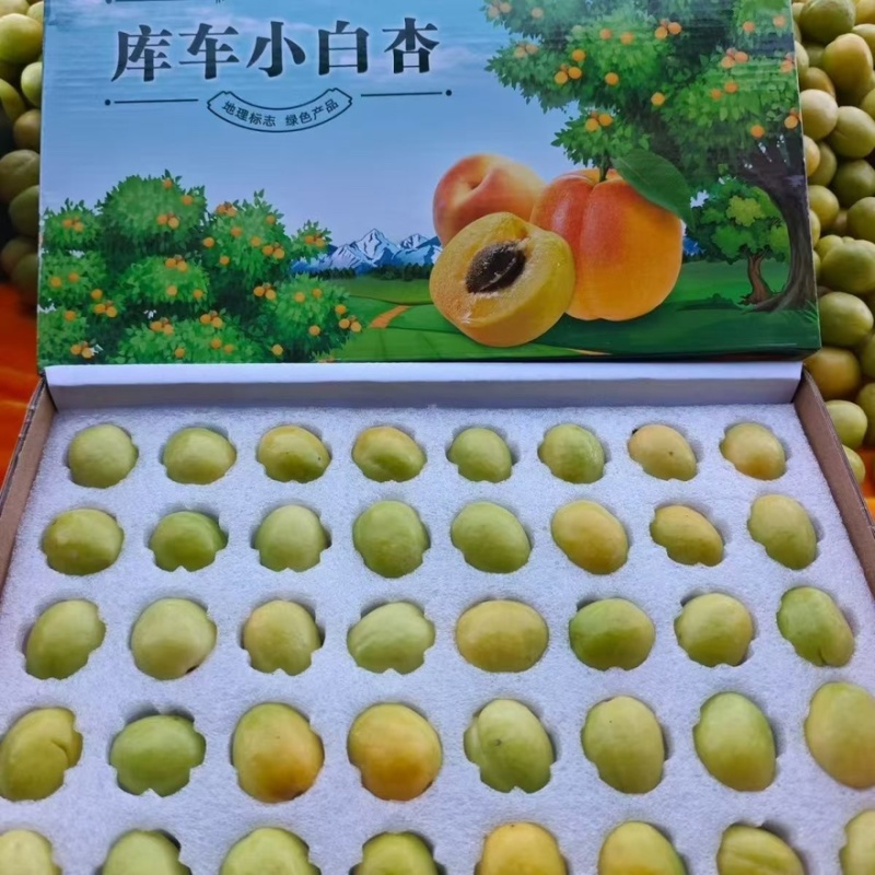 库车小白杏