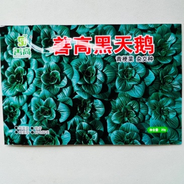 善高黑天鹅黑叶矮脚苏州青青菜种籽高产耐寒四季矮油亮蔬菜种