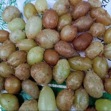 肾蕨果（石黄皮）