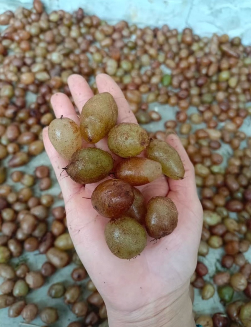 肾蕨果（石黄皮）