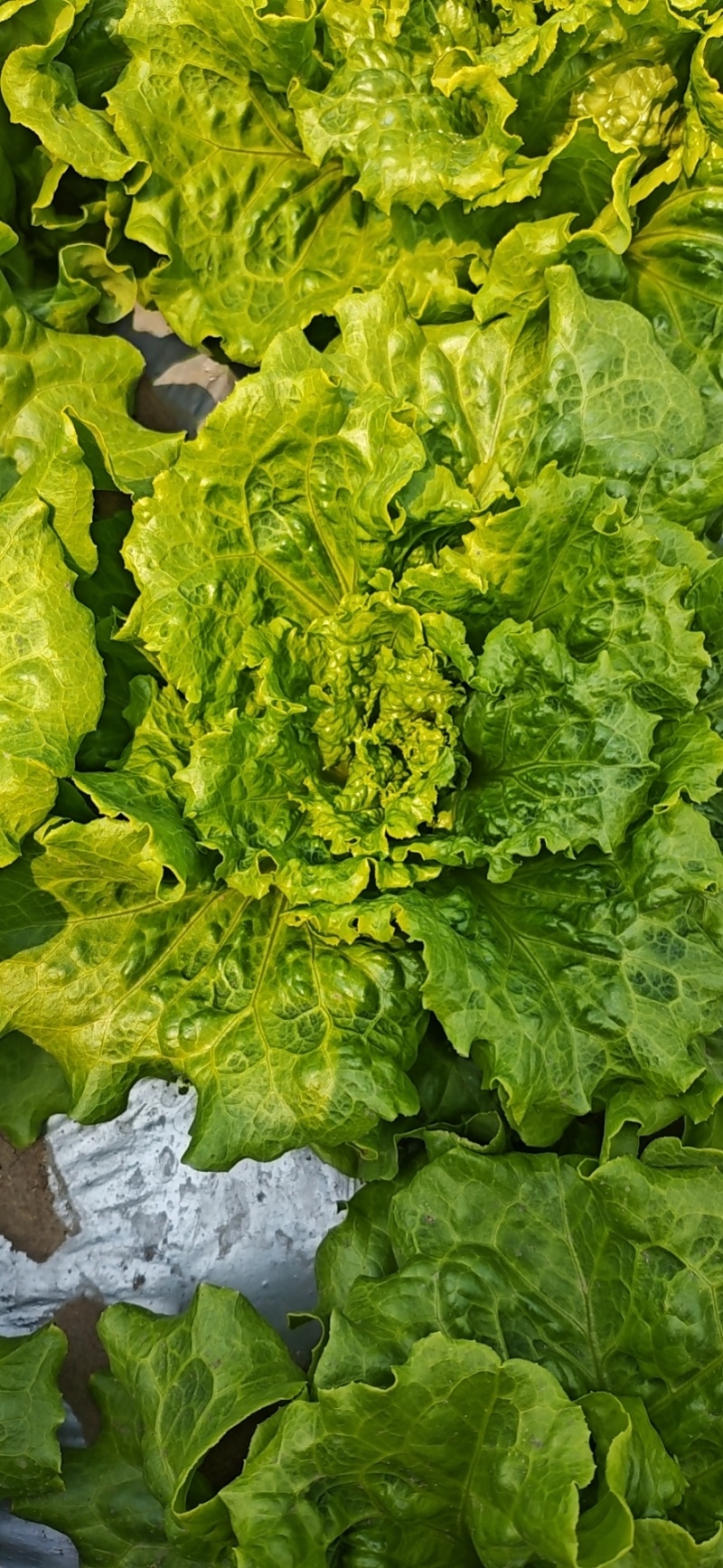 意大利生菜