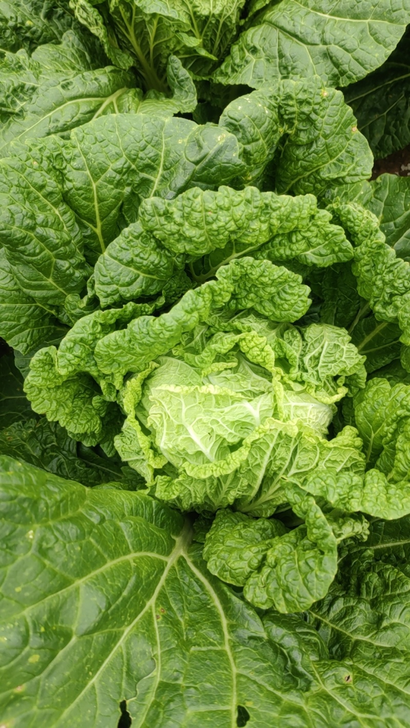 黄心白菜，威宁高山冷凉蔬菜