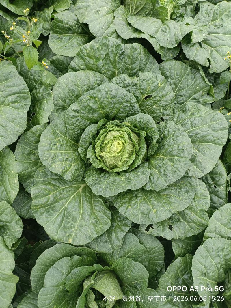 黄心白菜，威宁高山冷凉蔬菜