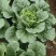 黄心白菜，威宁高山冷凉蔬菜