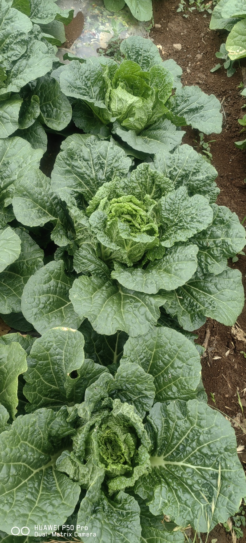 黄心白菜，威宁高山冷凉蔬菜