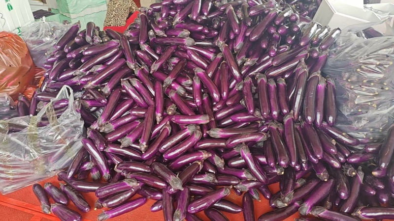 大量供应优质长茄子，产地直发，价格美丽，欢迎老板咨询！