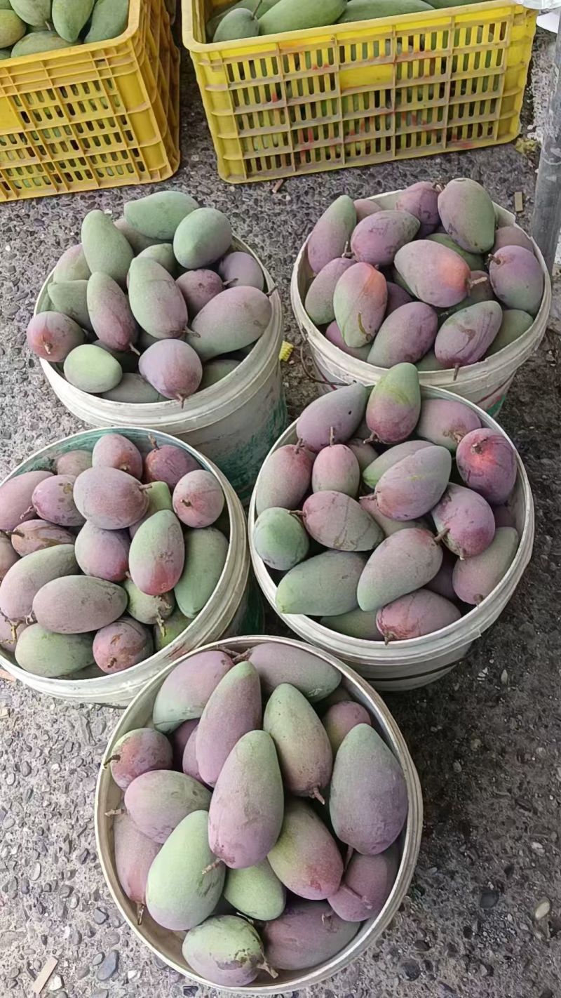 贵妃芒