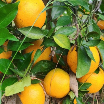 江永夏橙清甜多汁，9分甜，1分酸