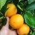 江永夏橙清甜多汁，9分甜，1分酸