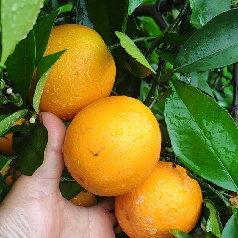 江永夏橙清甜多汁，9分甜，1分酸