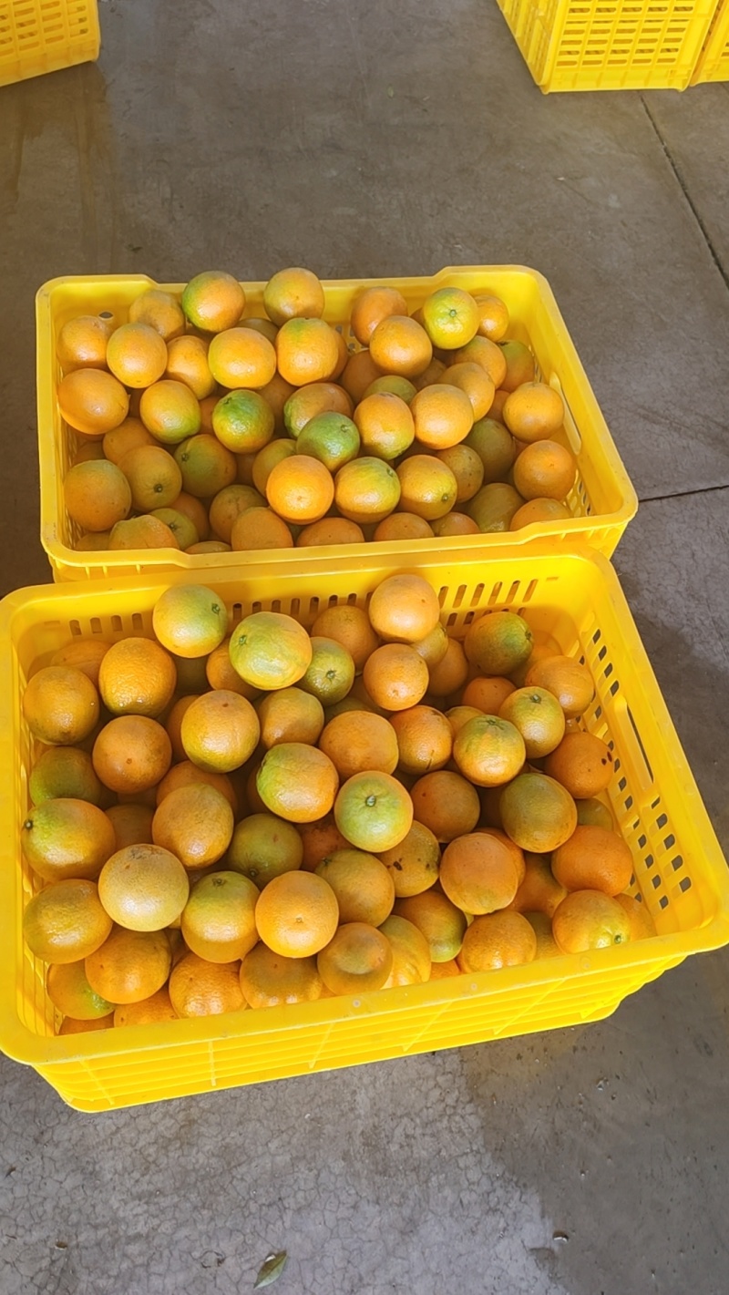 江永夏橙清甜多汁，9分甜，1分酸