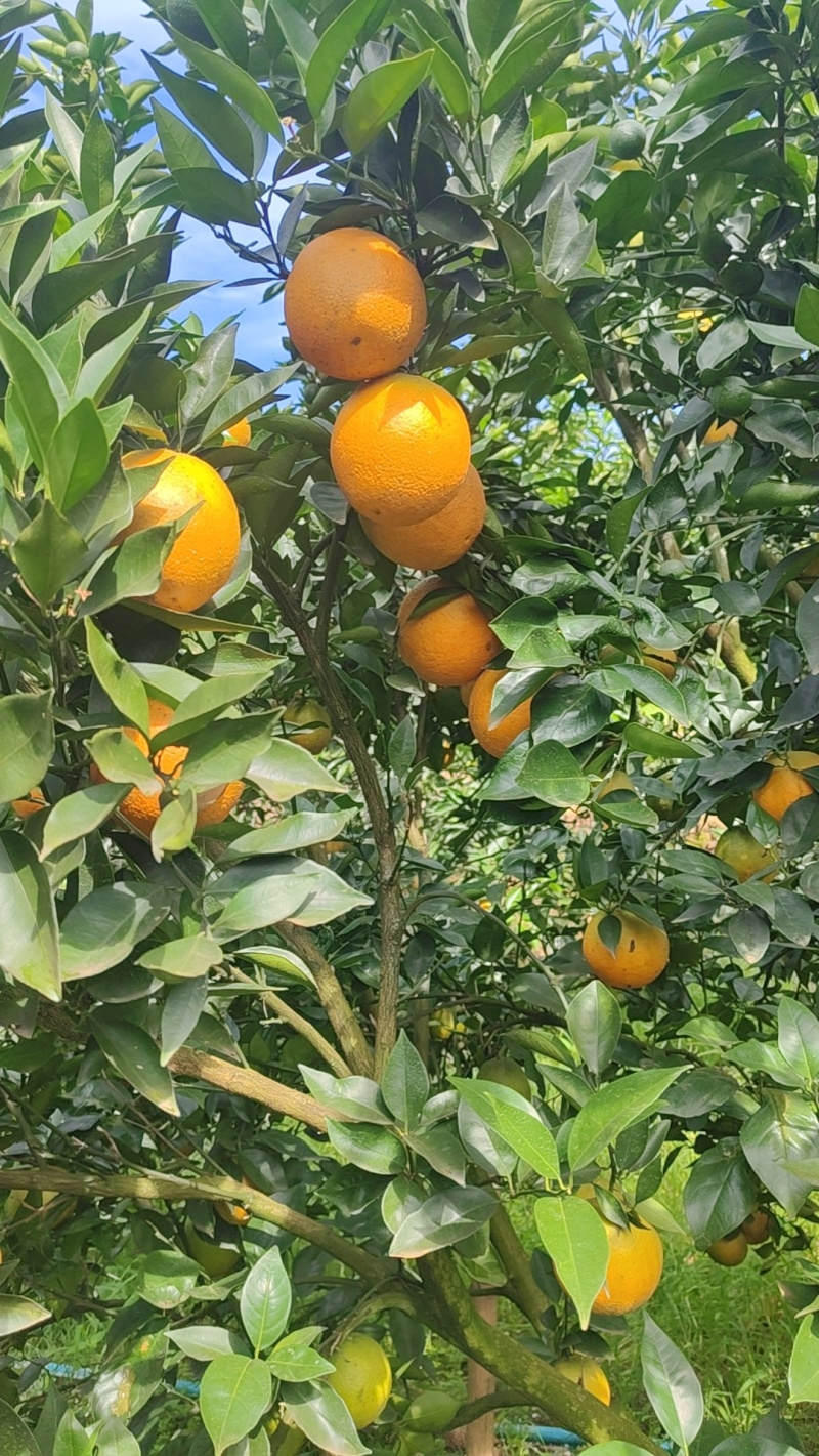 江永夏橙清甜多汁，9分甜，1分酸