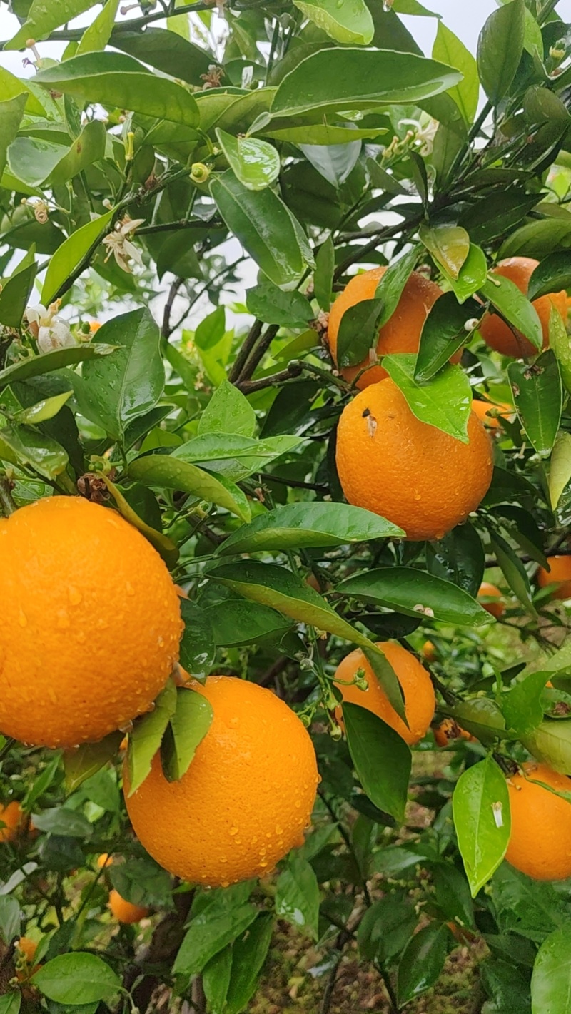 江永夏橙清甜多汁，9分甜，1分酸