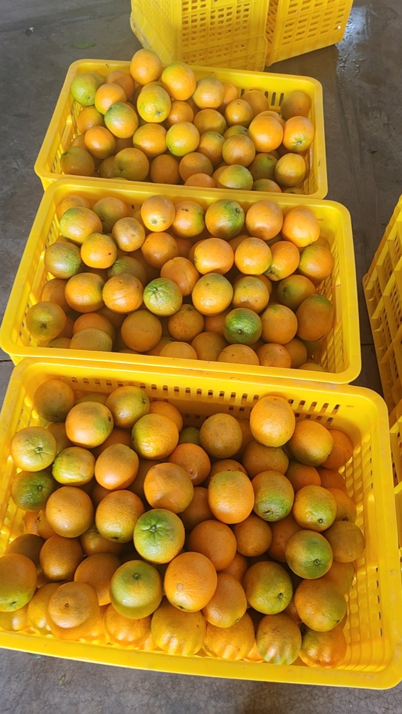 江永夏橙清甜多汁，9分甜，1分酸