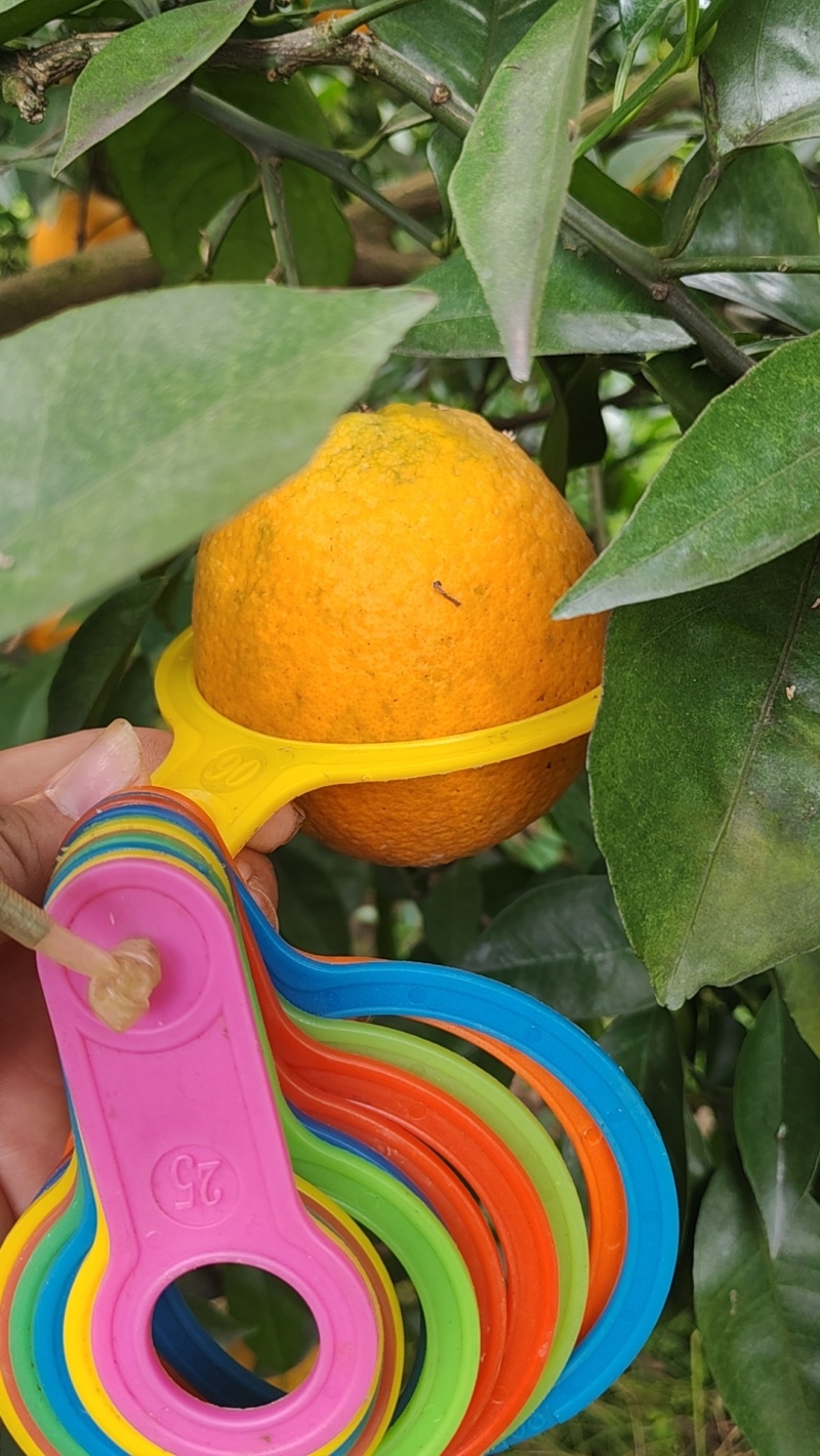 江永夏橙清甜多汁，9分甜，1分酸