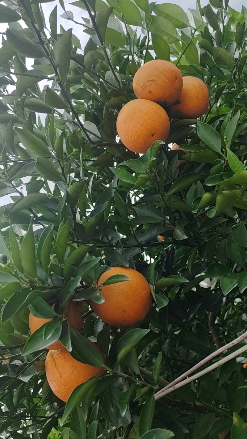江永夏橙清甜多汁，9分甜，1分酸