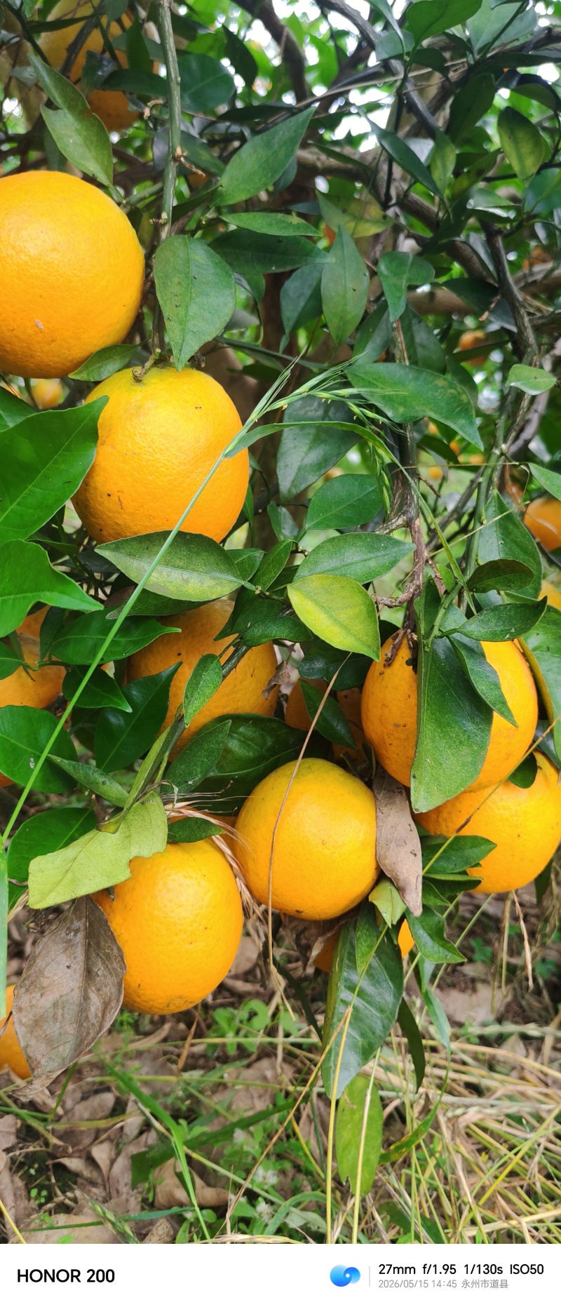 江永夏橙清甜多汁，9分甜，1分酸