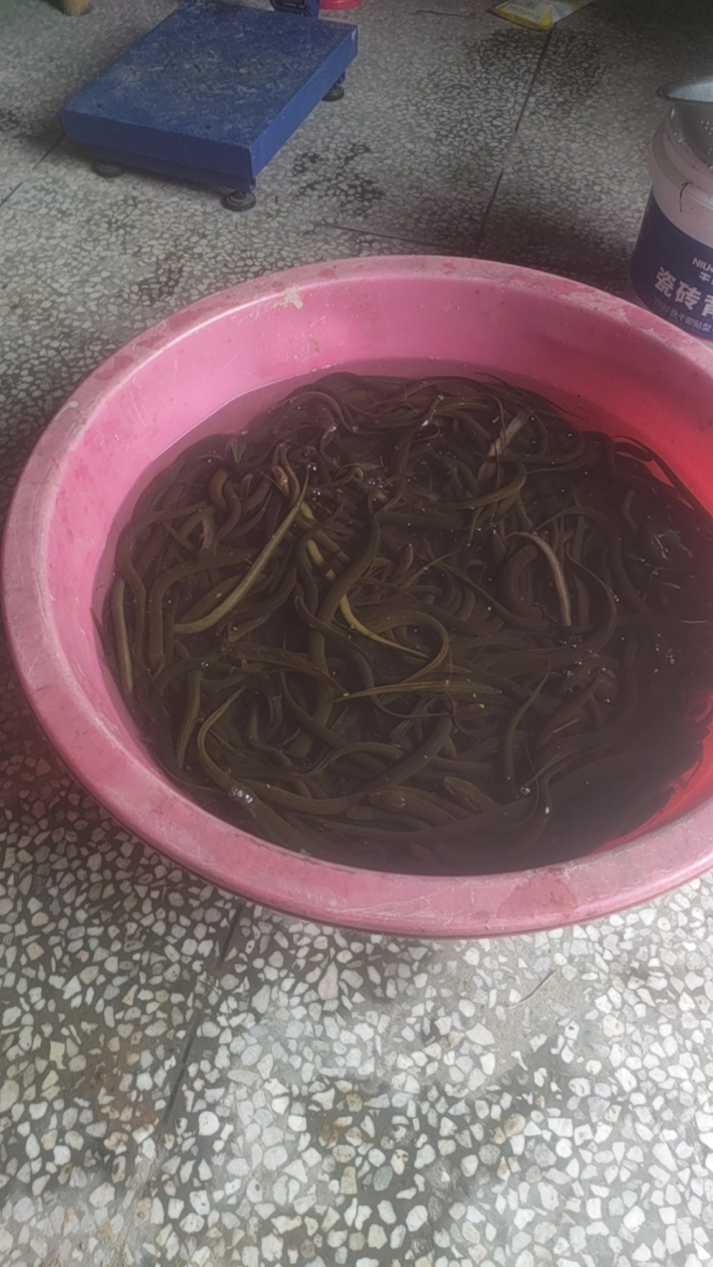 泥鳅，圆鳅，青鳅，花鳅