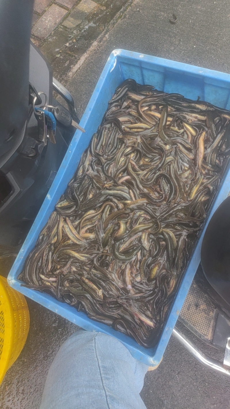 泥鳅，圆鳅，青鳅，花鳅