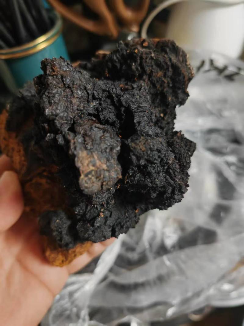 四川桦树茸大量有货品质保证欢迎来电咨询