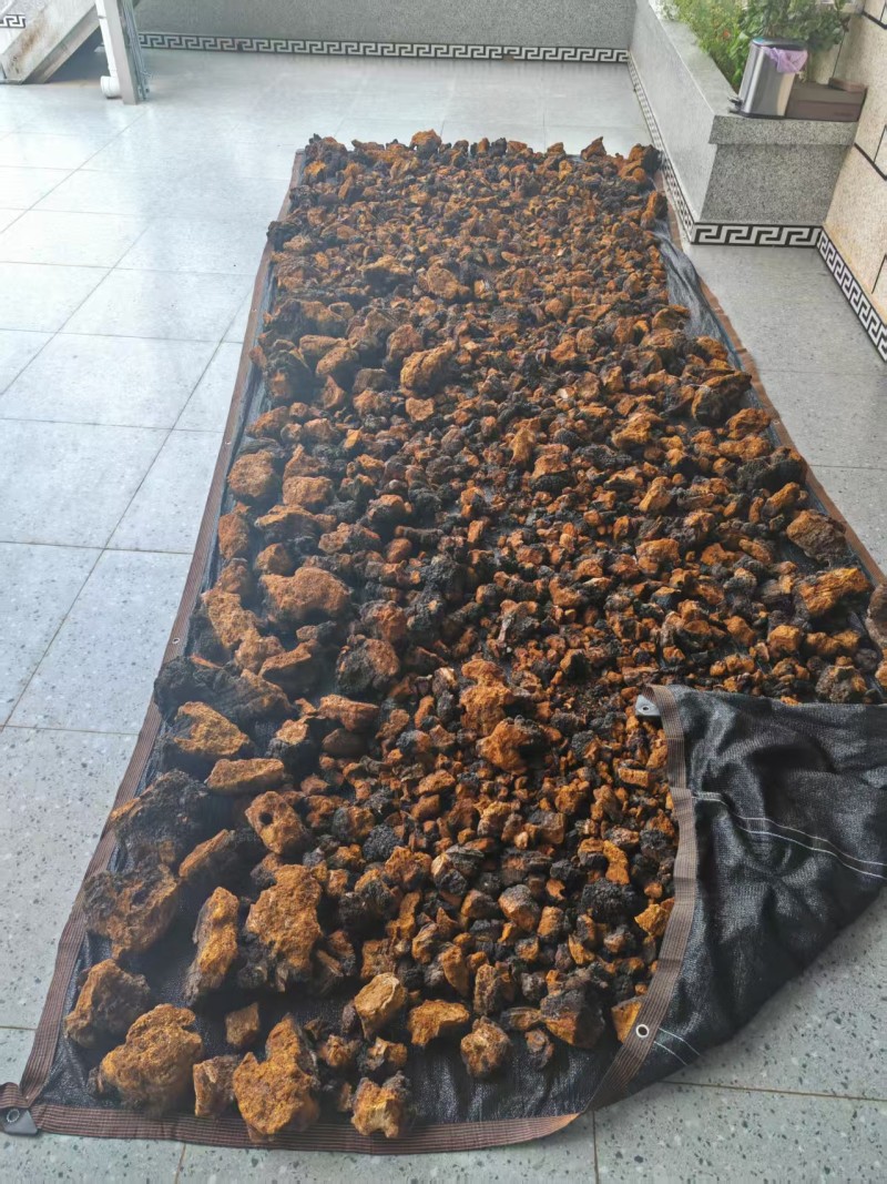 四川桦树茸大量有货品质保证欢迎来电咨询