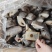 单冻鳘鱼块，单块100g左右。价格便宜适合快餐团餐食堂