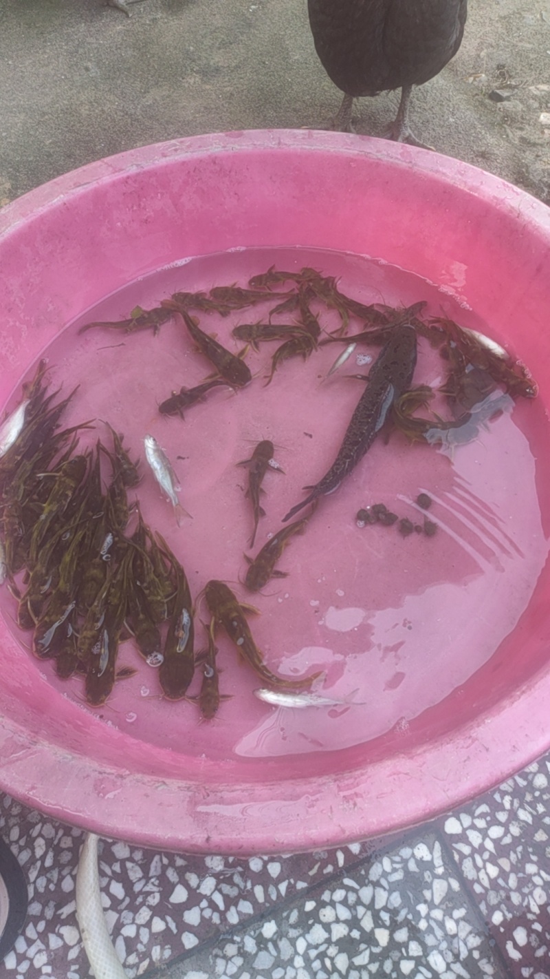 黄颡鱼，三角鱼，黄丫头。