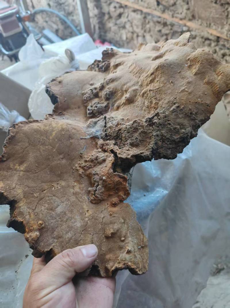 四川精品岩黄大量上市产地货源可零售可批发