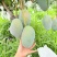 四川攀枝花凯特芒果一手货源对接全球批发商电商商超等