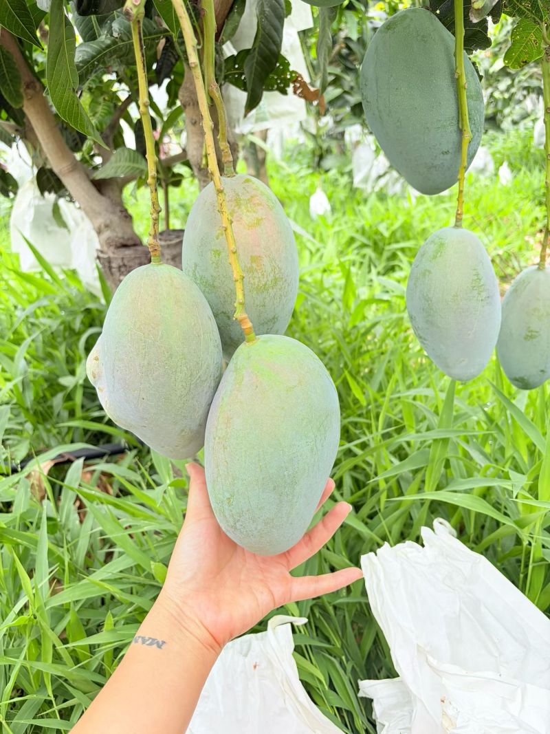 四川攀枝花凯特芒果一手货源对接全球批发商电商商超等