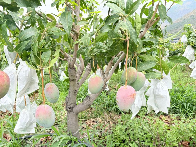 四川攀枝花凯特芒果一手货源对接全球批发商电商商超等