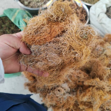 四川精品红雪茶大量上市正品红雪茶品质保证