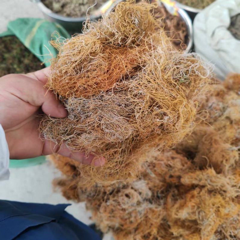 四川精品红雪茶大量上市正品红雪茶品质保证
