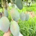 四川攀枝花凯特芒果一手货源对接全球批发商电商商超等