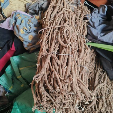 黄芪大量上市欢迎来电咨询四川精品黄芪可零售可批发