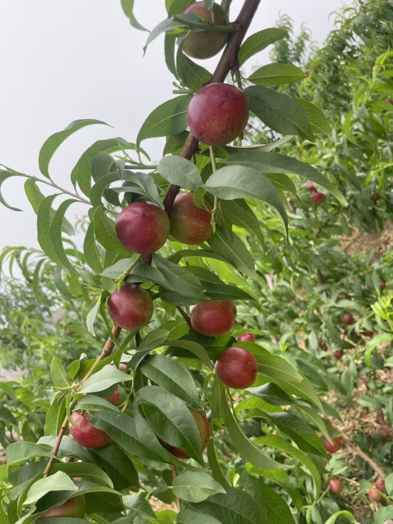 珍珠枣油8号