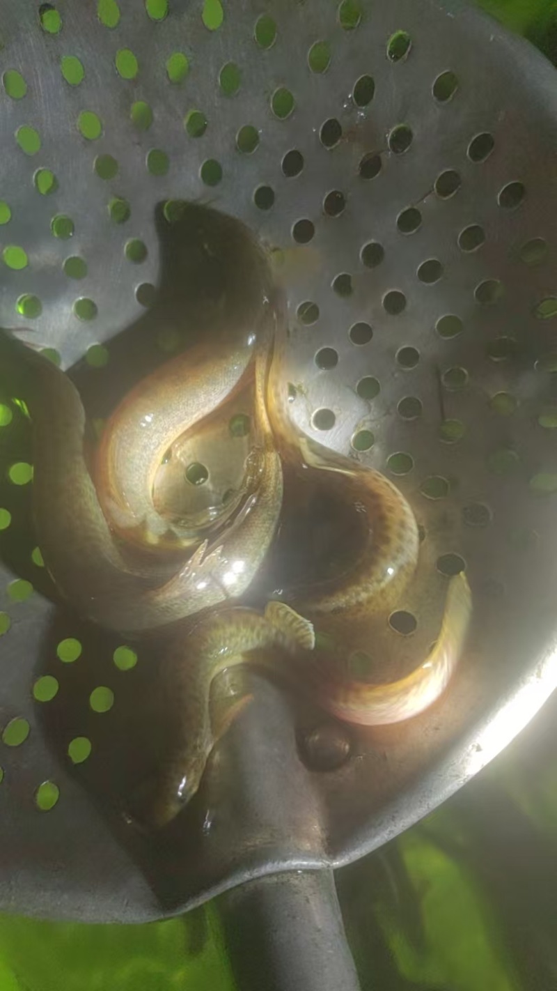 泥鳅，野河泥鳅，圆鳅精品泥鳅需要的老板详细聊