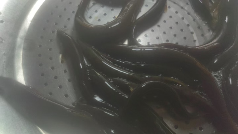 泥鳅，野河泥鳅，圆鳅精品泥鳅需要的老板详细聊