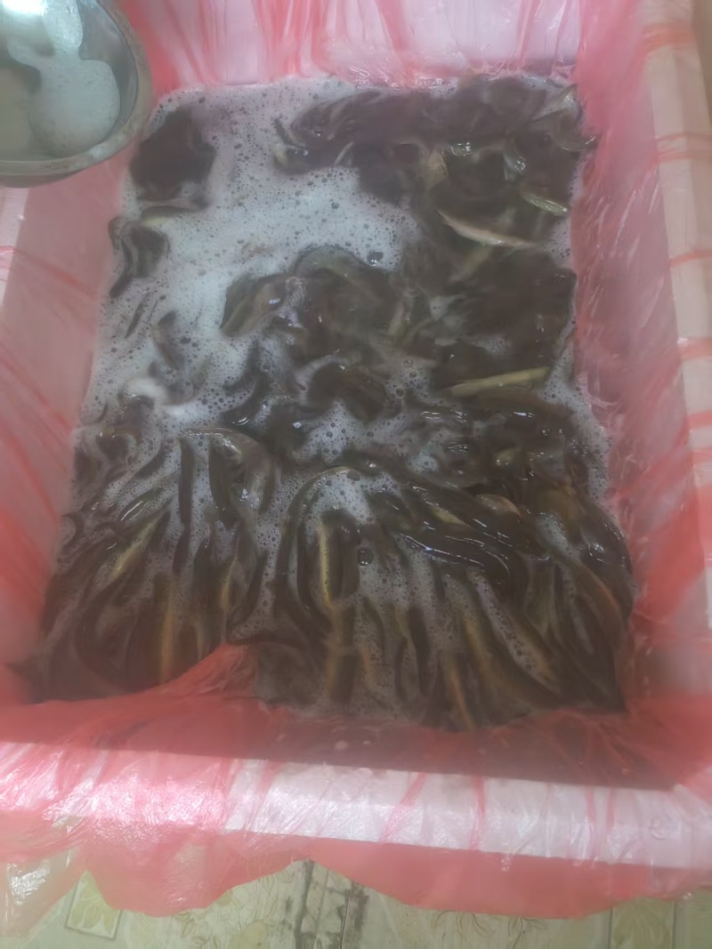 泥鳅，野河泥鳅，圆鳅精品泥鳅需要的老板详细聊