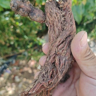 四川蜂唐花欢迎来电咨询可视频看货