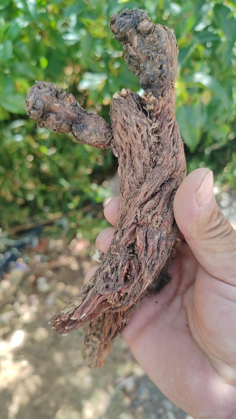 四川蜂唐花欢迎来电咨询可视频看货